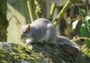 A squirrel enjoying the sunshine