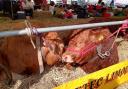 Cattle snoozing in the sun at Kilnsey Show