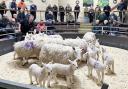 Ewes and lambs in the Skipton sale ring.