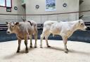 Jon Midgley’s Charolais-x bull calf, left, champion at CCM Skipton’s May rearing calf show, with the Sowray Bros reserve champion.