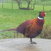 Cock pheasant looking splendid in he spring coat in Beamsley