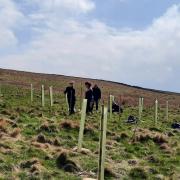 Broadleaf trees planting at Mearbeck