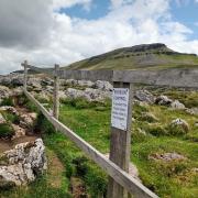 The footpath up Penyghent, one of the busiest in the Dales