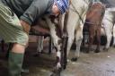 Andrew Hattan prepares to milk his cows