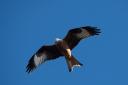 A beautiful red kite