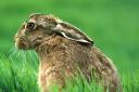 Brown Hare, picture by Whitfield Benson YDNPA.