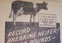 Record breaking heifer, Craven Herald, February, 1946