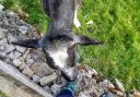 A curious young cow takes a liking to my shoelace