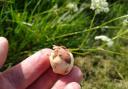 A pignut tuber with the flowers in the background
