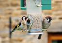Goldfinch and tree sparrow enjoying breakfast on a bird feeder in Bradley