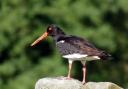 Oyster catcher on a wall