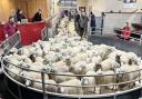 Flocking into the Skipton sale ring is John Stephenson’s 110-strong pen of Blue Texel-x Herdwick lambs.