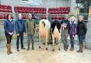 from left, Alison Carroll, of co-sponsors NMR, show judge Frank Wrathall, Robin Jennings with the champion, James and Janet Bolland with the reserve, and Helen Whittaker, of co-sponsors Massey Feeds