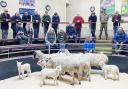 Return of the breeding sheep – ewes and lambs at Skipton.