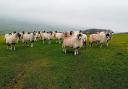 Expectant sheep above Long Preston