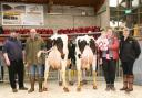 From left, judge Will Oldfield, champion Robin Jennings, Rachel Nelson and 18-month-old daughter Lily, representing the Goldies and their reserve champion, and Helen Whittaker, of co-sponsors Massey Feeds.