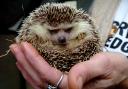 A wildlife survey by the BBC has revealed that we Brits think the hedgehog is our most popular living thing