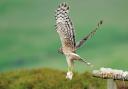 A hen harrier feeding on mice. Picture by Laurie Campbell