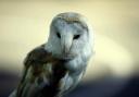 LOST HABITAT: A barn owl