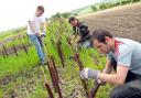 A bee-friendly hedgerow being planted near Skipton