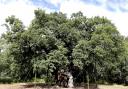 For features. Robin Hood's oak tree in Sherwood Forest (7589972)