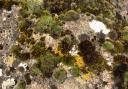 Lichen and moss growing at Beaver Dyke Reservoir