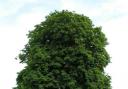 Horse chestnut trees are threatened by imported fungus diseases