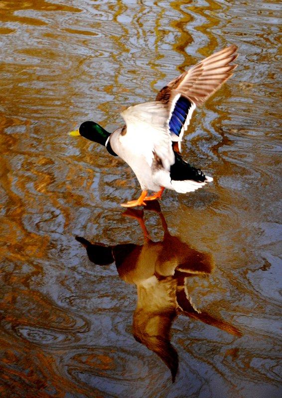 Aireville School pupil Paige Pearce's wildlife image of a duck.