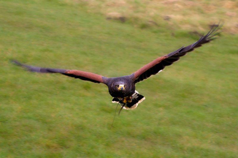 A bird of prey pictured by Ermysted's Grammar School  pupil Will Stanley