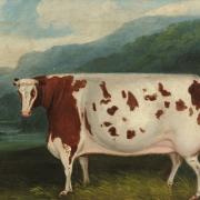 Craven heifer, painted in 1811. Picture Wikipedia