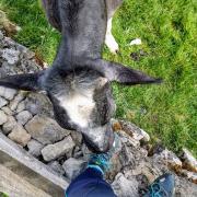 A curious young cow takes a liking to my shoelace
