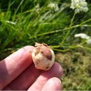 A pignut tuber with the flowers in the background