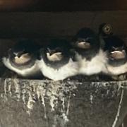 Swallow brood this year ready to fledge
