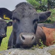 Inquisitive cows in Cowling