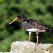 Oyster catcher on a wall