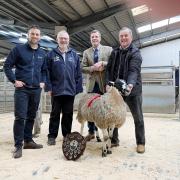 Kevin Wilson with his lamb champion, with from left: Adam Brunskill and co-judges David Pighills and Michael Burnop.