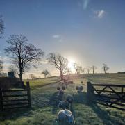 Gathering the flock at Gargrave on a frosty morning