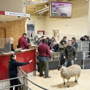 Kevin Wilson, right, with his champion Mule wether lamb when it was resold for Manorlands at CCM Skipton.