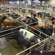 Store cattle aisle (file picture)