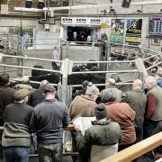 The packed ringside at CCM’s latest Saturday collective sale of cattle.
