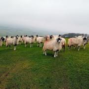 Expectant sheep above Long Preston