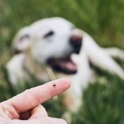 If ticks go unnoticed and pets are untreated, a tick bite could lead to further complications, including Lyme disease.