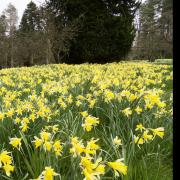 Daffodils at Parcevall Hall Gardens