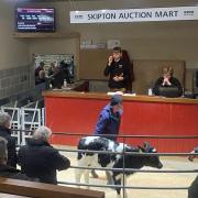 Rearing calf in the sale ring