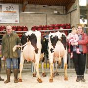 From left, judge Will Oldfield, champion Robin Jennings, Rachel Nelson and 18-month-old daughter Lily, representing the Goldies and their reserve champion, and Helen Whittaker, of co-sponsors Massey Feeds.