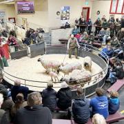 James Ogden in the packed Skipton sale ring with his 1st prize Mule ewes and lambs.