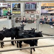 Action from the sale ring at CCM’s April livestock collective sale.