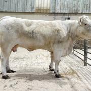Fred Andrews’ 1st prize and top price Charolais beef feeding cow