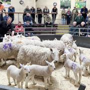 Ewes and lambs in the Skipton sale ring.
