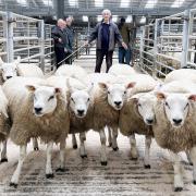 Ken Gamble with the 1st prize Continental geld hoggs at CCM Skipton
